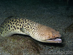 Spotted Spoon-Nose Eel (Echiophis intertinctus) seemed to... by Brian Mayes 
